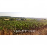 Лозе зад граница ! / Vineyard beyond border ! Лозе зад граница ! / Vineyard beyond border !